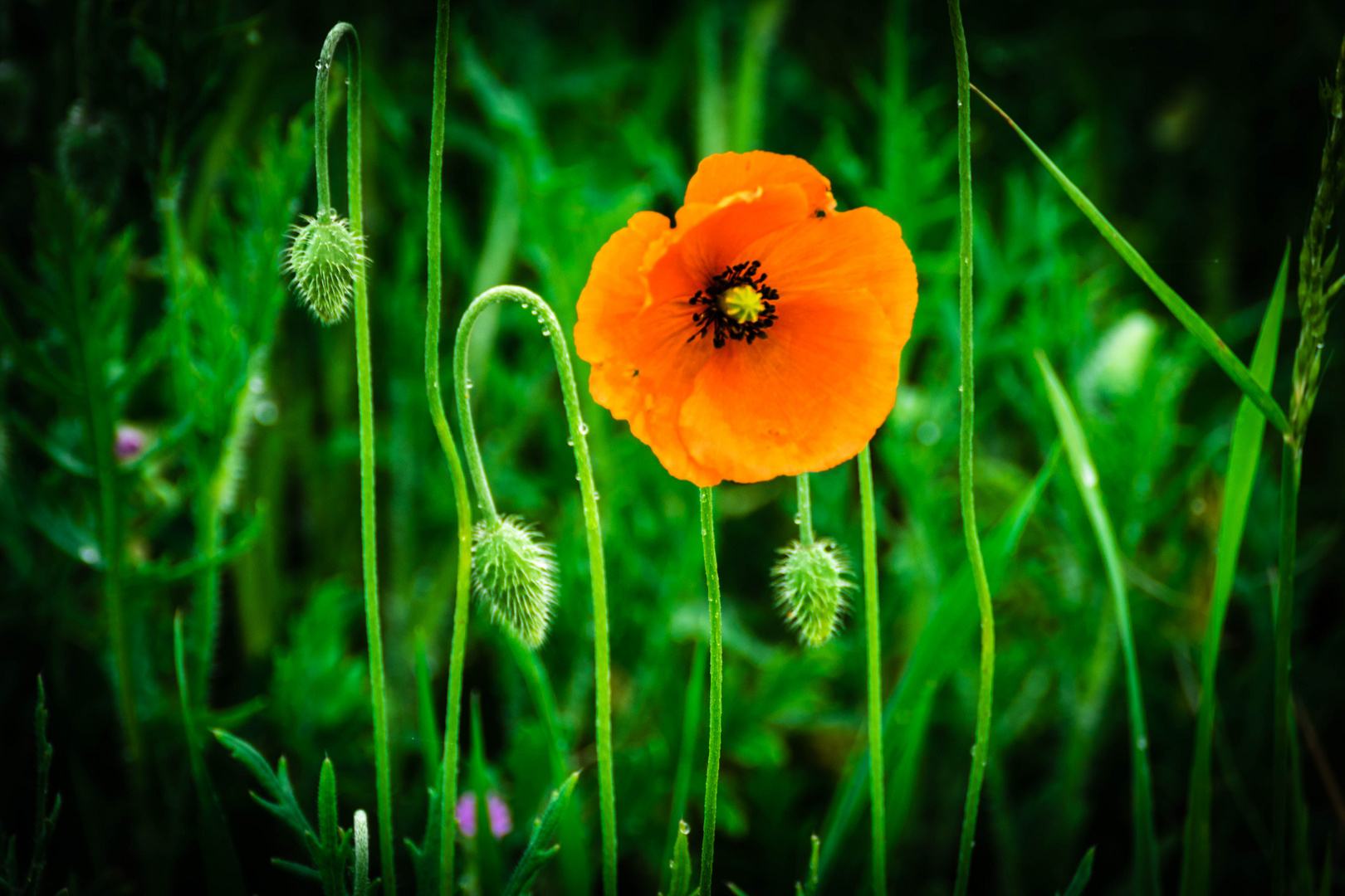 Stolzer Mohn am Graben