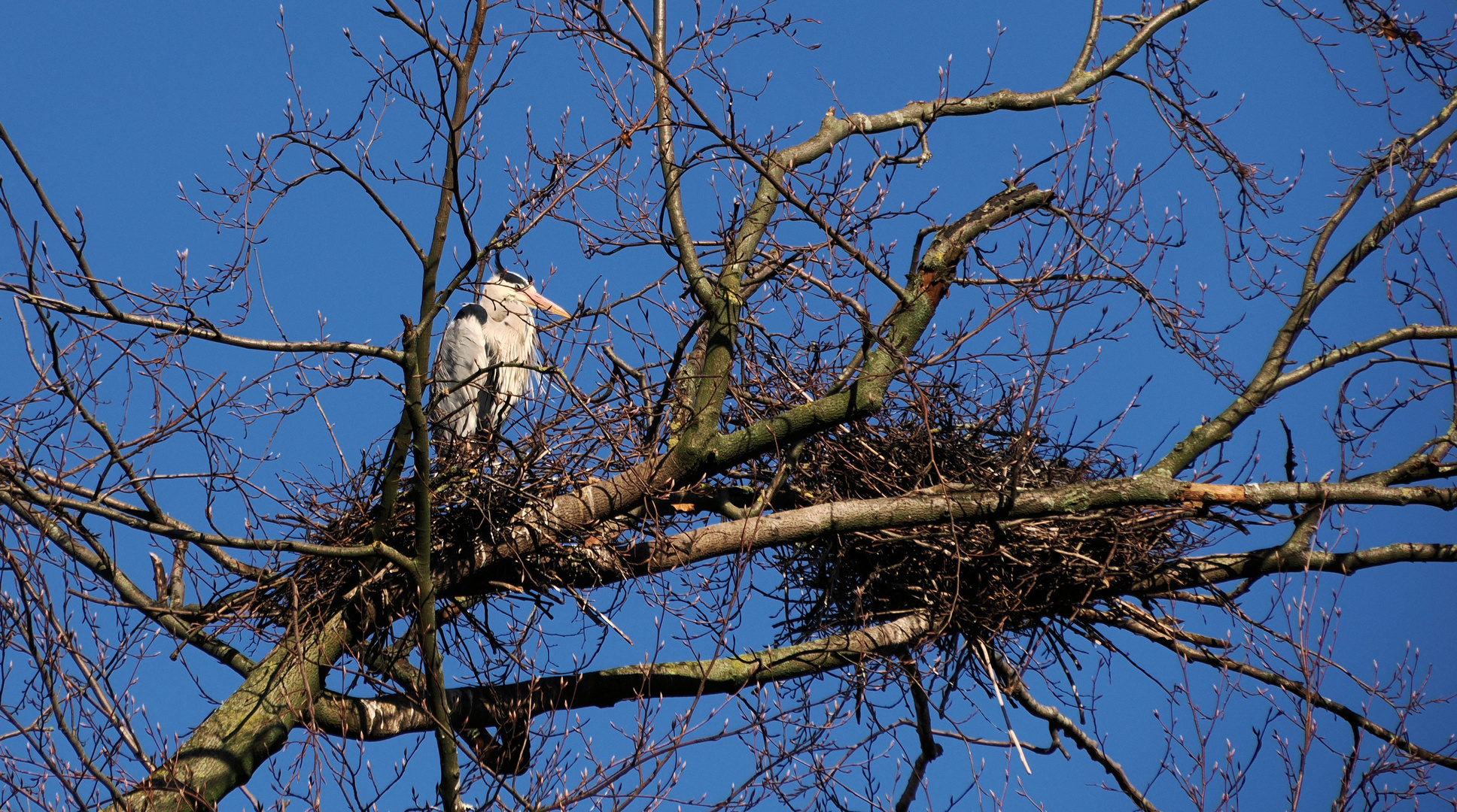 Stolzer Nest Besitzer ….