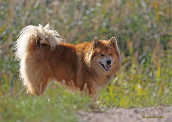 ...stolzer Papa Enzo...