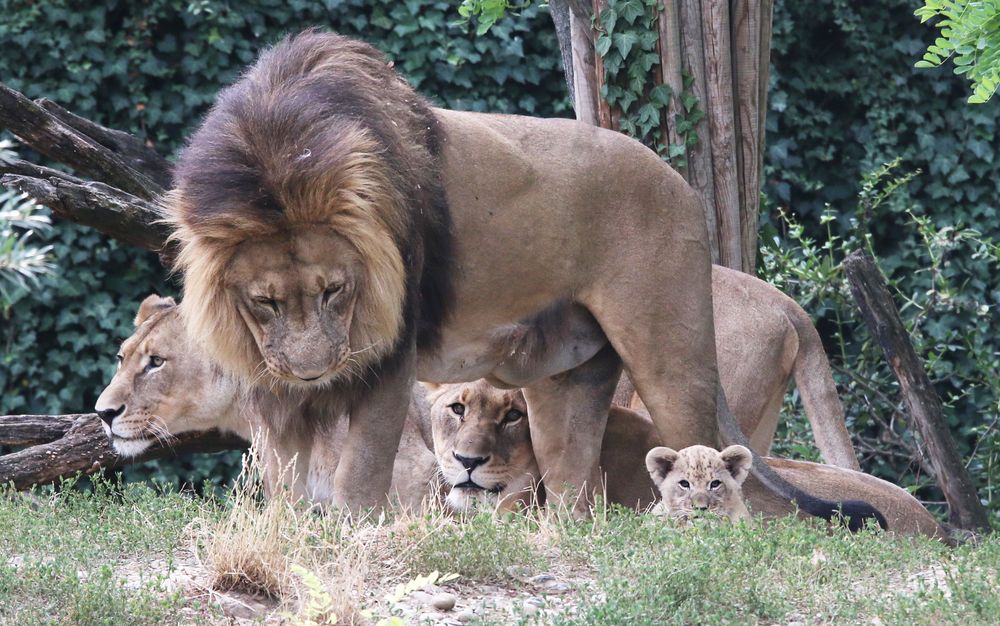 stolzer Papa mit Familie...