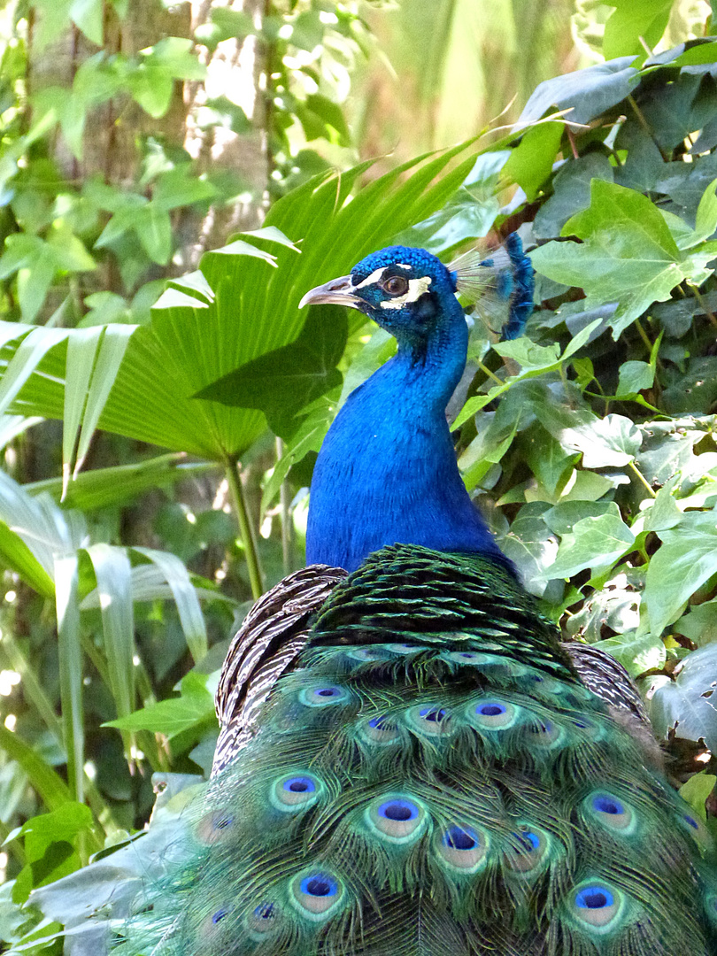 stolzer Pfau