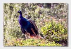 Stolzer Pfau