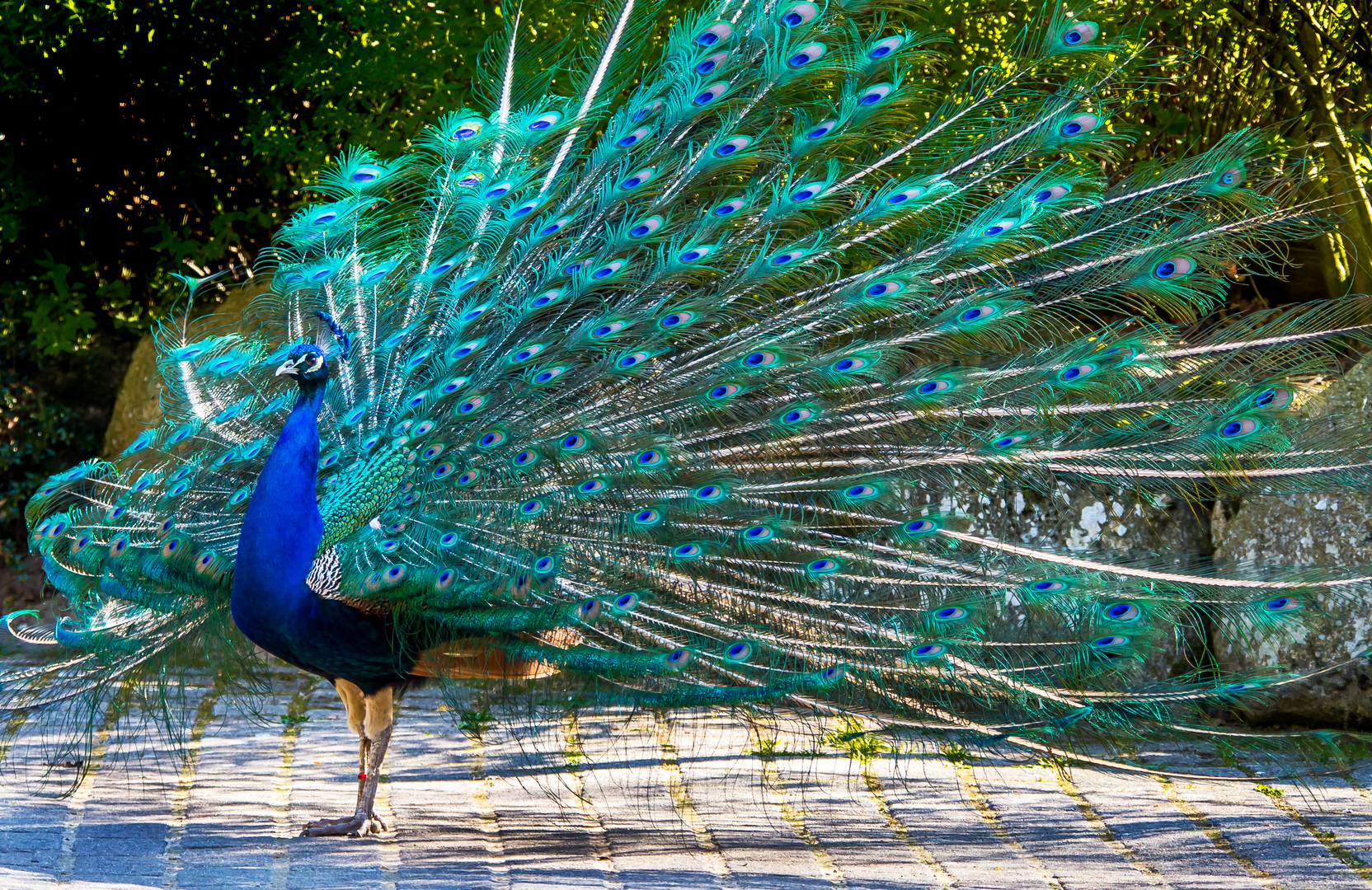 Stolzer Pfau