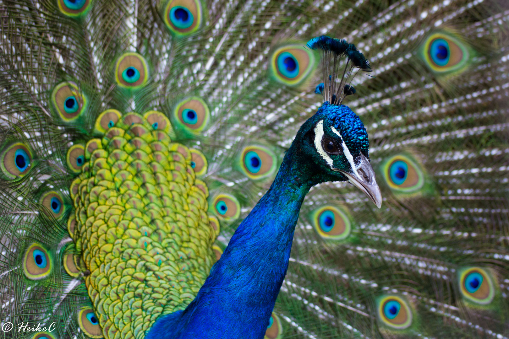 Stolzer Pfau