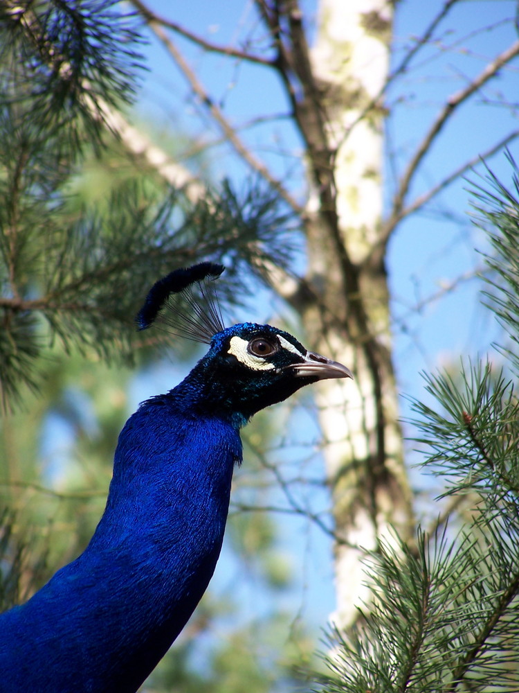 Stolzer Pfau