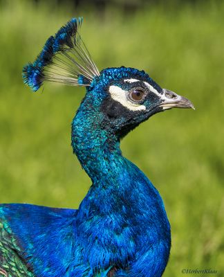 Stolzer Pfau