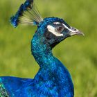 Stolzer Pfau