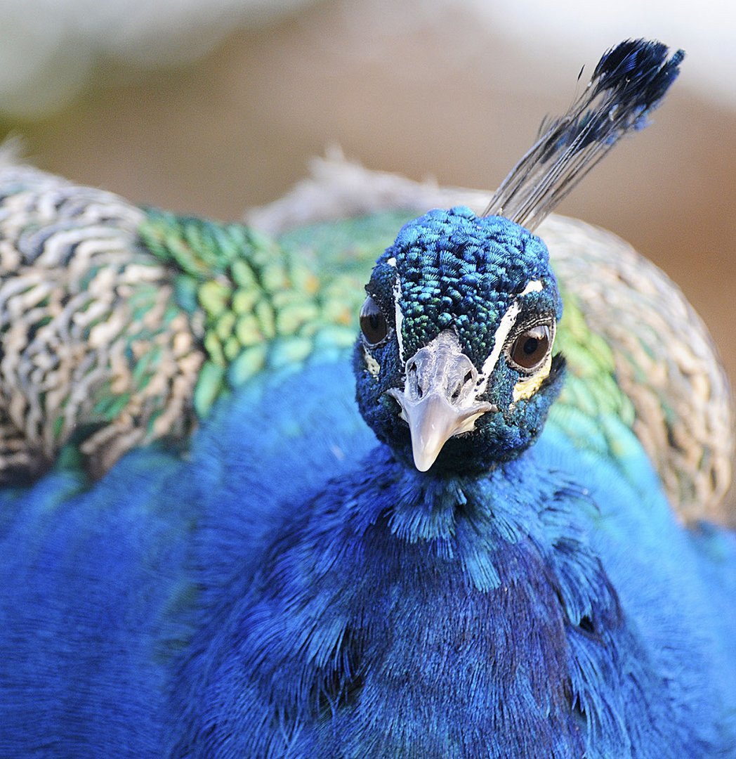 Stolzer Pfau