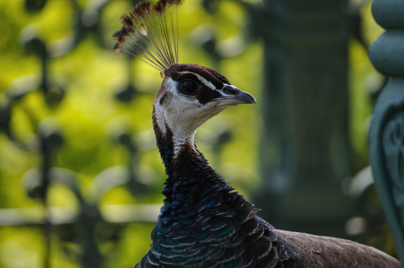 Stolzer Pfau