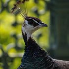 Stolzer Pfau