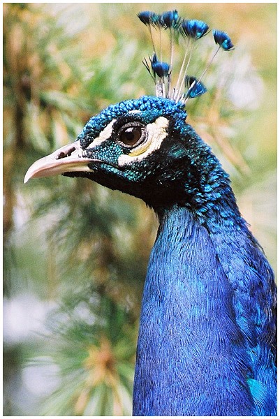 Stolzer Pfau