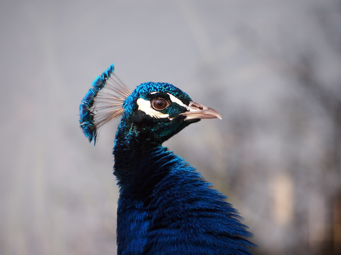 Stolzer Pfau