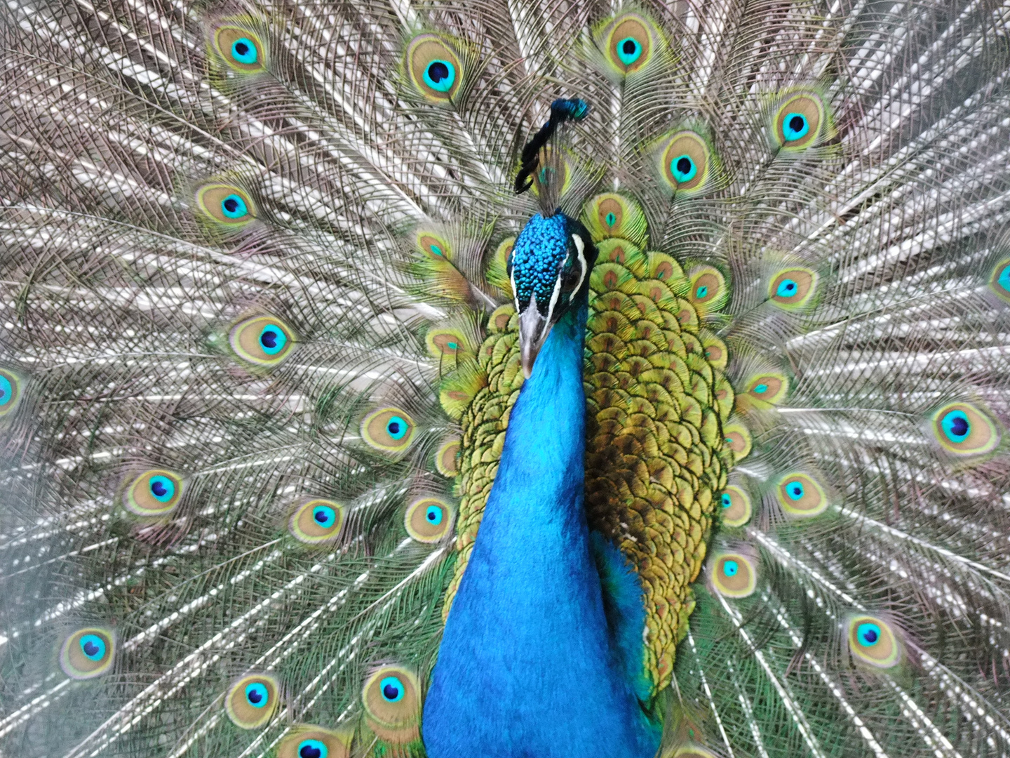 Stolzer Pfau