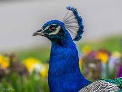 Stolzer Pfau