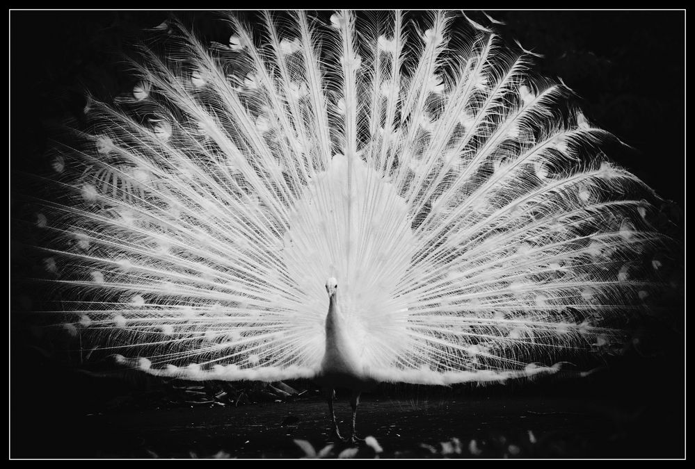 Stolzer Pfau von Manfred Übelbacher 