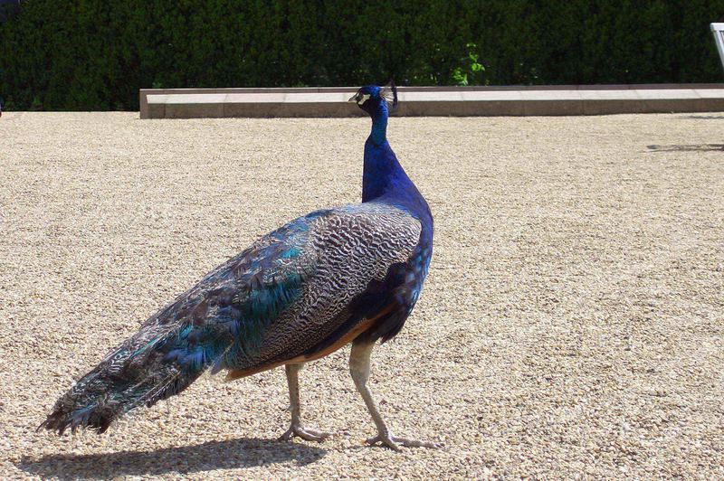 stolzer Pfau