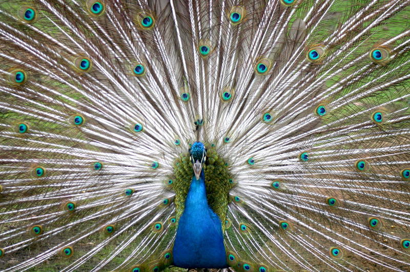 Stolzer pfau