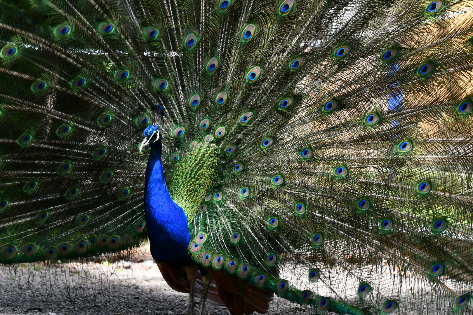 Stolzer Pfau