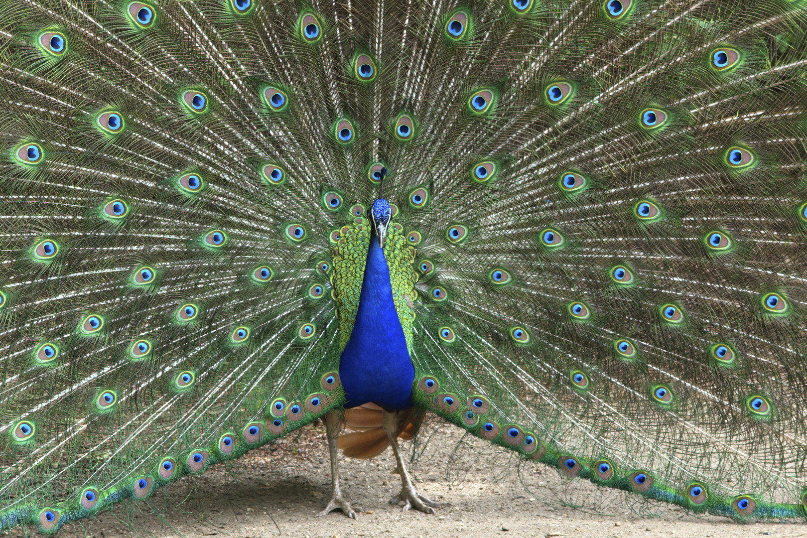 stolzer Pfau