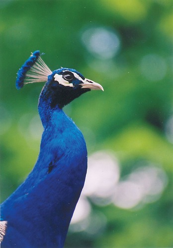 stolzer Pfau