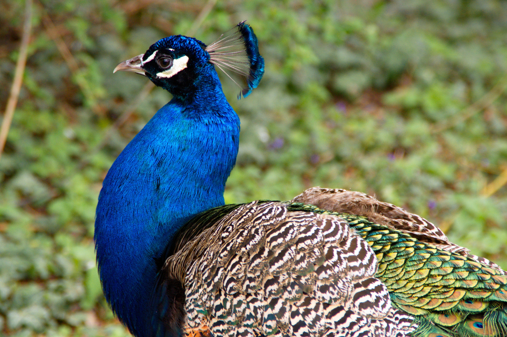 Stolzer Pfau