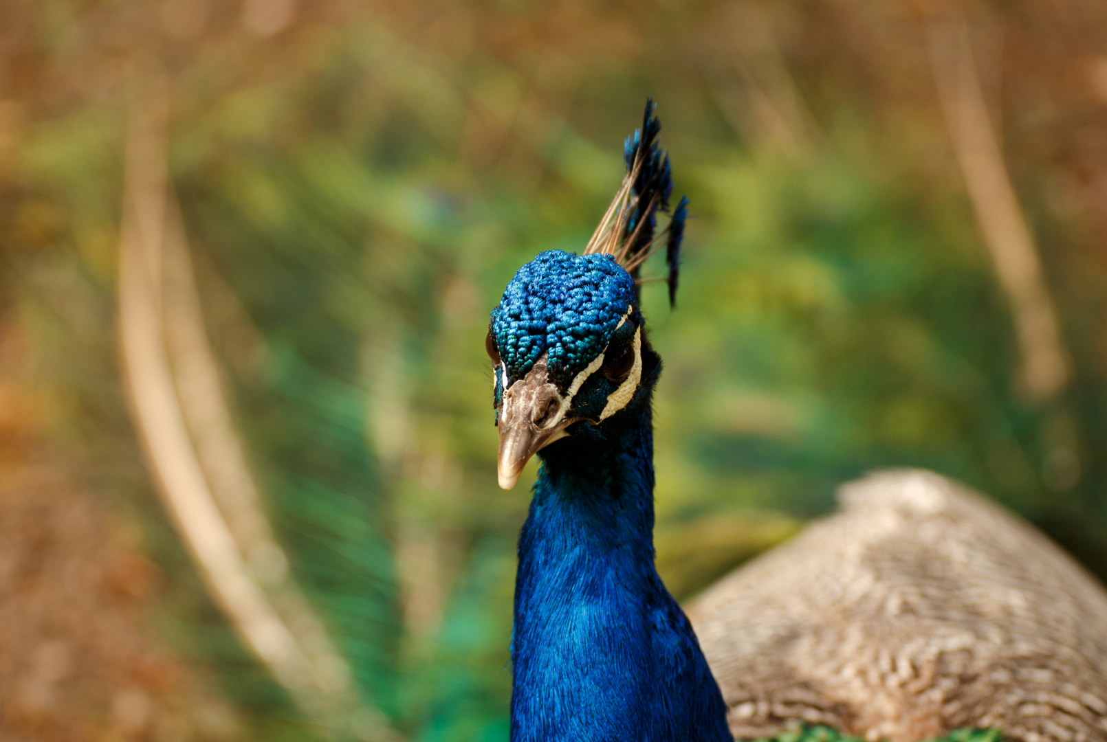 stolzer Pfau