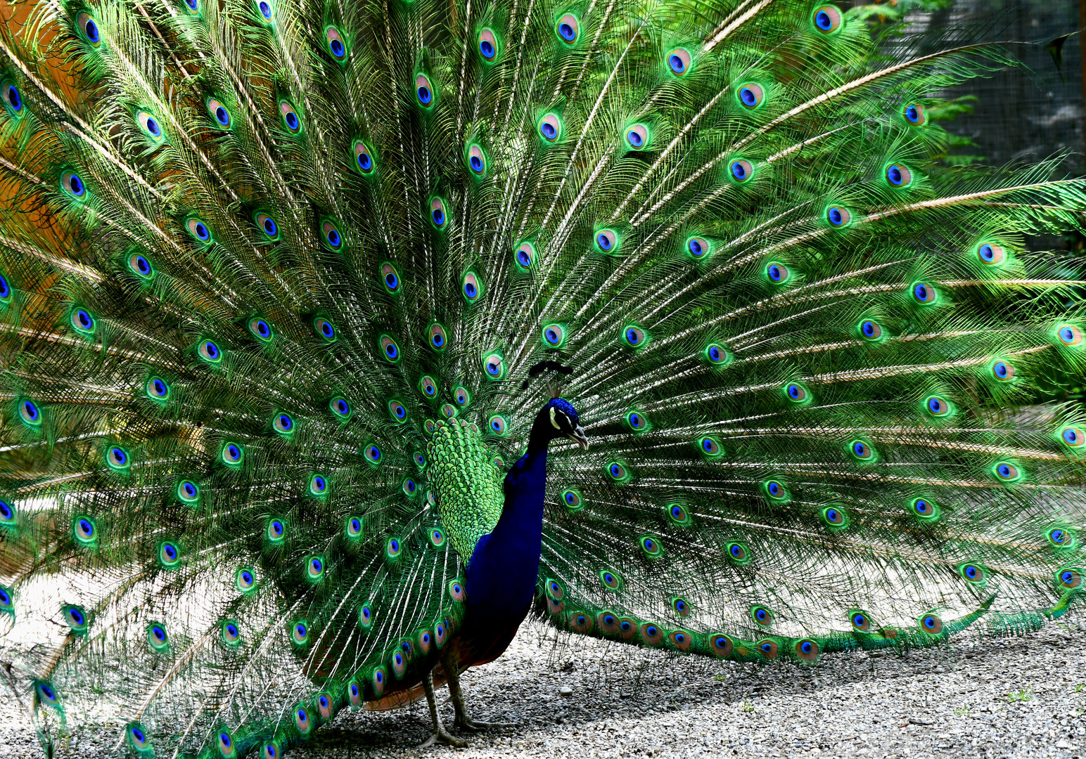 Stolzer Pfau