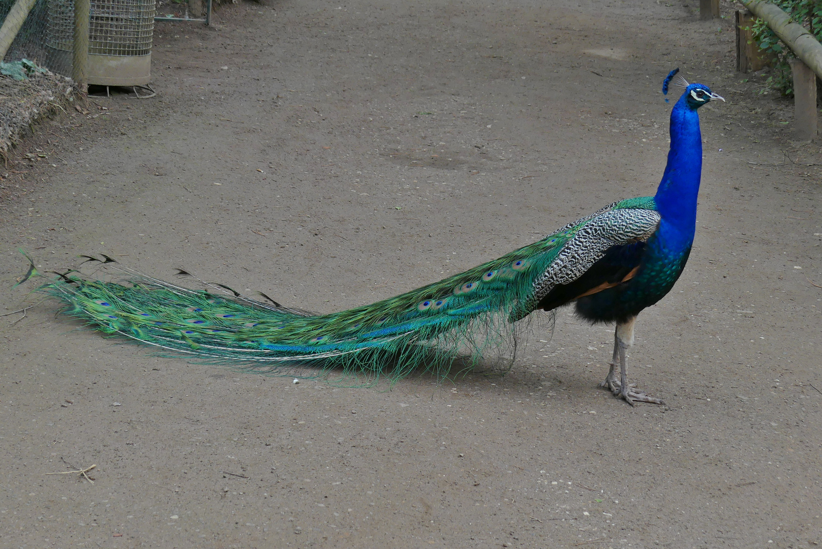 Stolzer Pfau im Forstbotanischen Garten von Köln