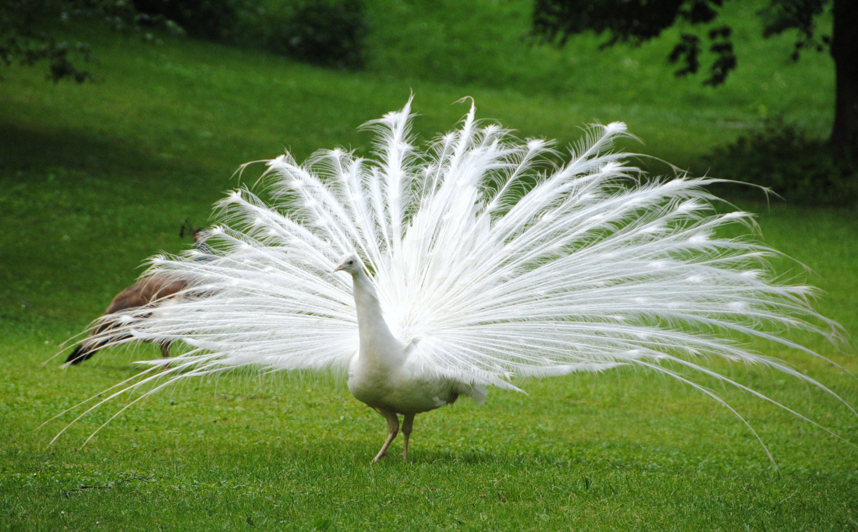 Stolzer Pfau in weiß.