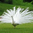 Stolzer Pfau in weiß.