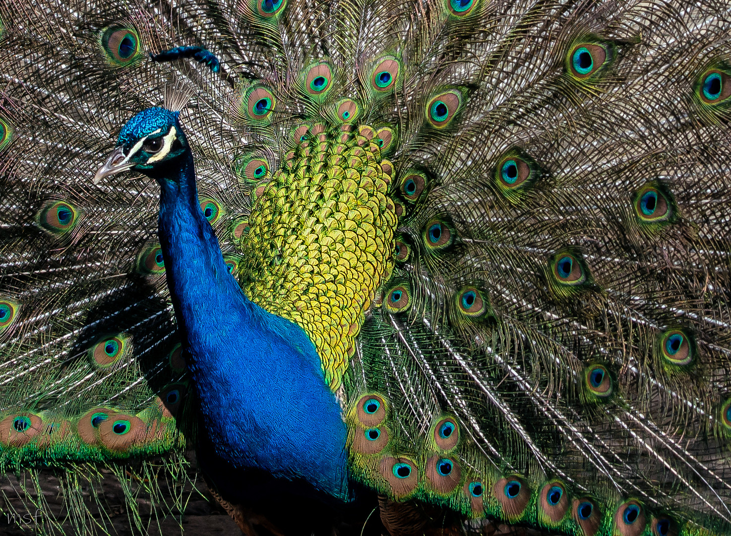 Stolzer Pfau schlägt Rad