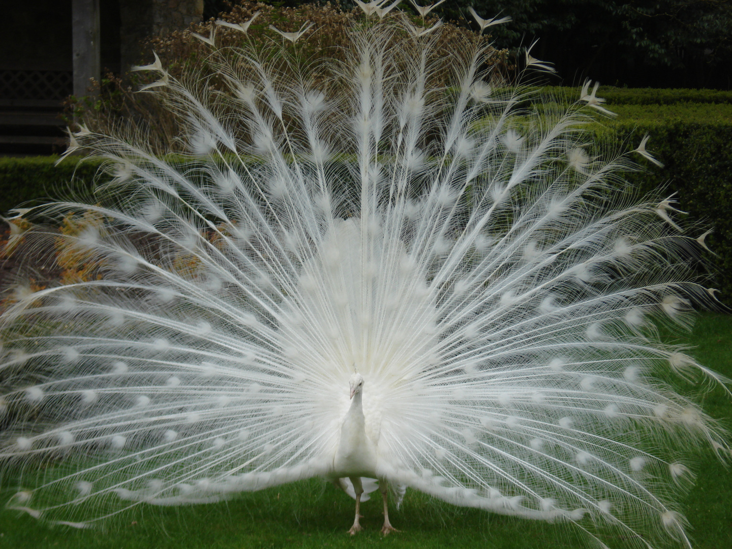 Stolzer Pfau von Leeds Castle