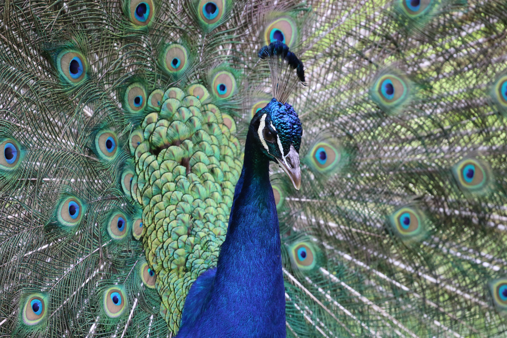 Stolzer Pfau zum 2.