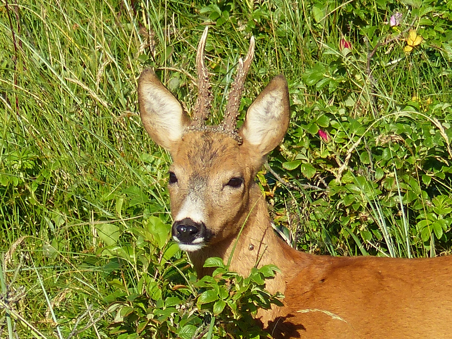 Stolzer Rehbock liebt Heckenrosen - Zecke am Hals wohl auch