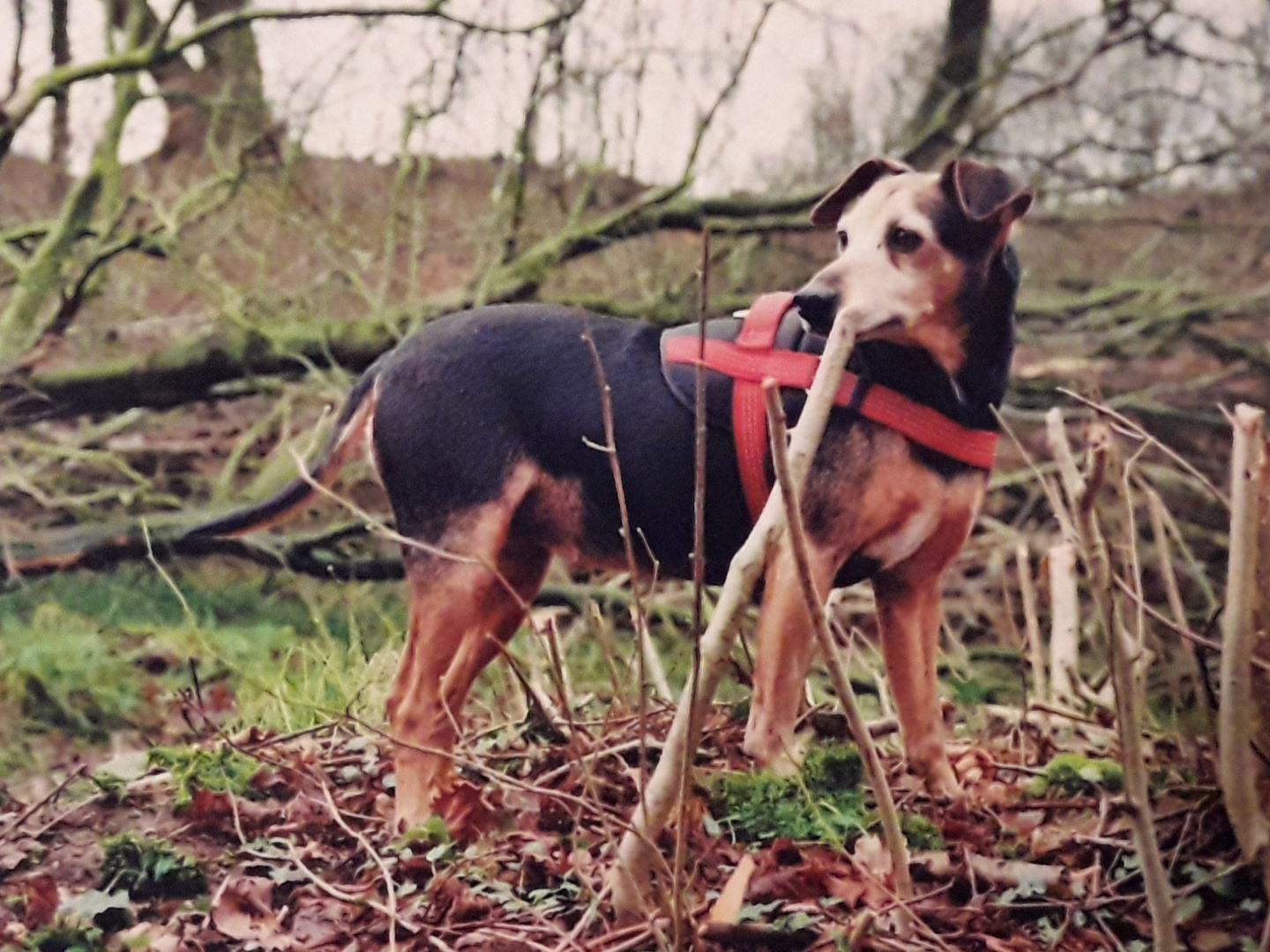 Stolzer Rehpinscher