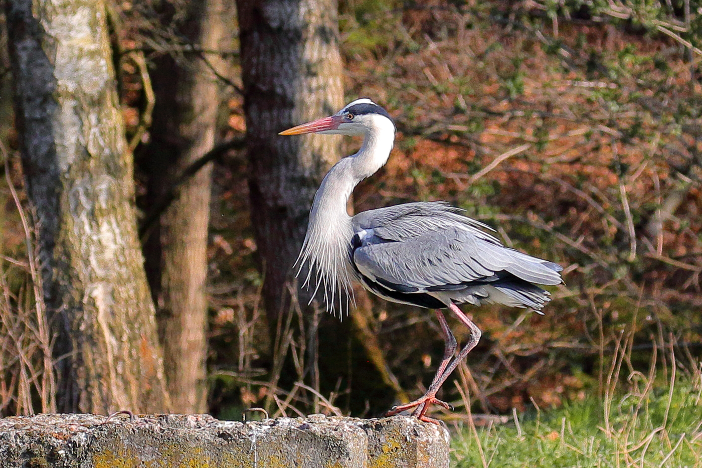 Stolzer Reiher im Sonnenschein