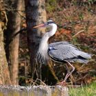 Stolzer Reiher im Sonnenschein