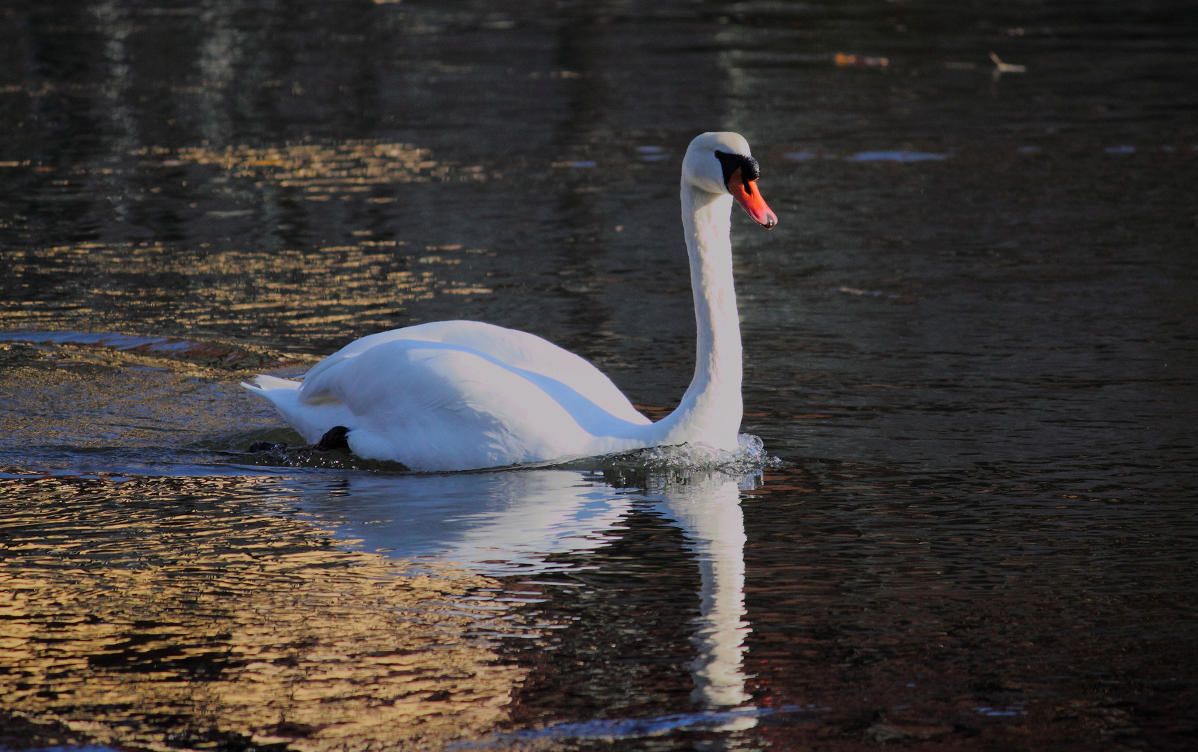 stolzer Schwan