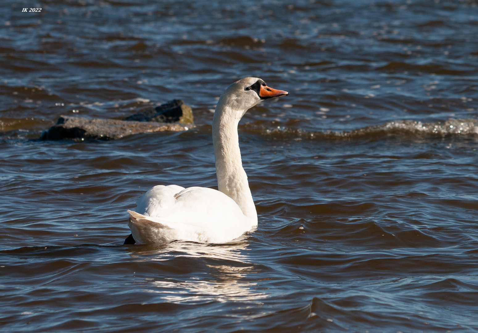 Stolzer Schwan.....