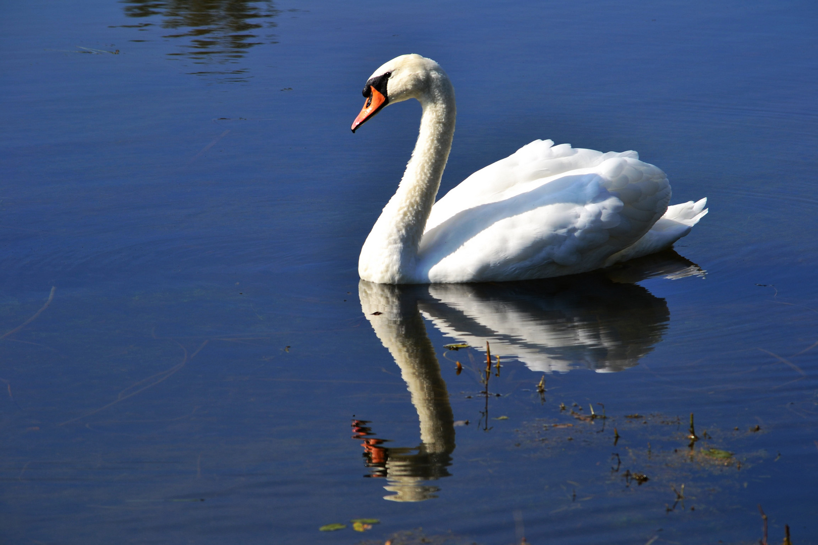 Stolzer Schwan - 3. Oktober 2015