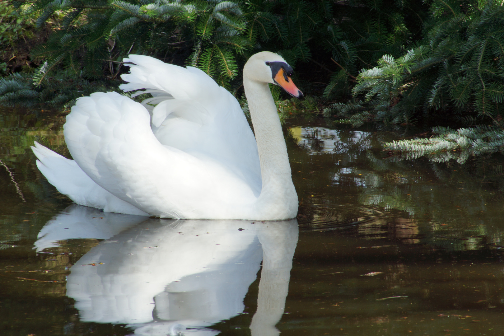 Stolzer Schwan