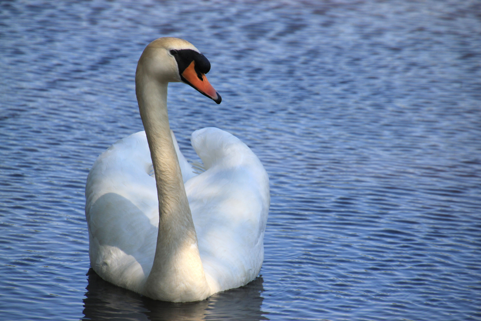 Stolzer Schwan