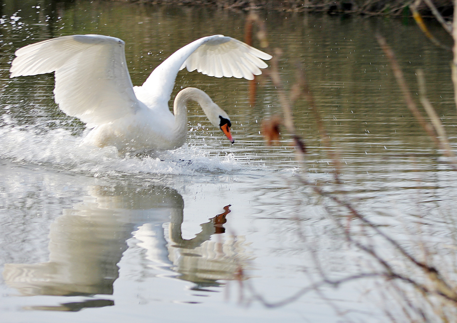 stolzer Schwan