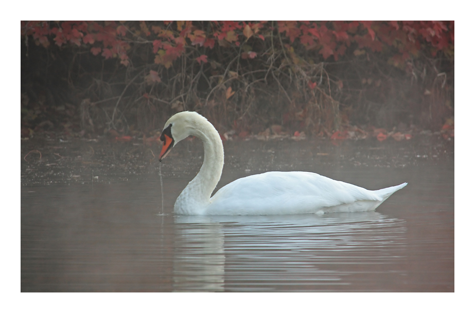 Stolzer Schwan