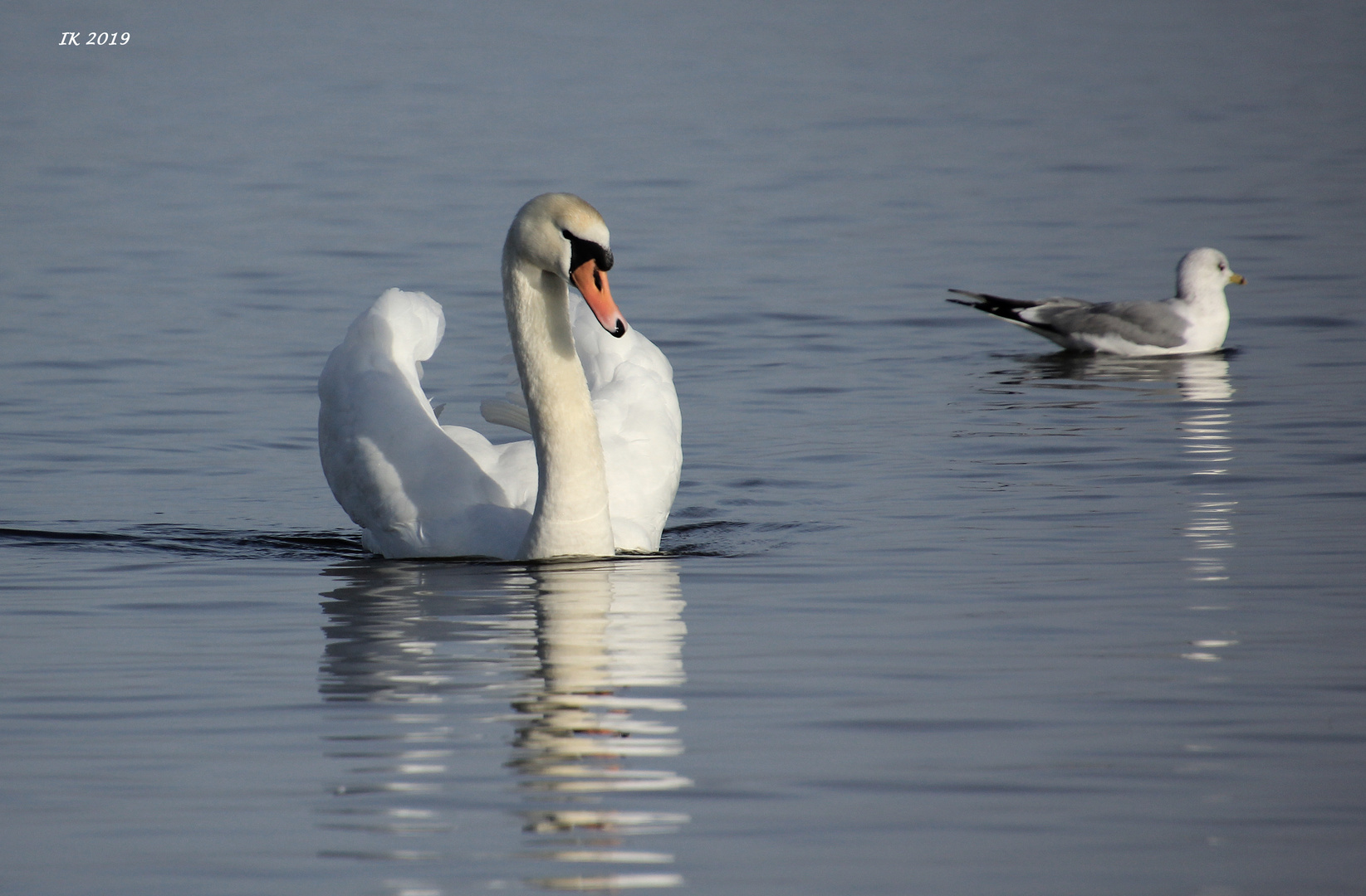 Stolzer Schwan