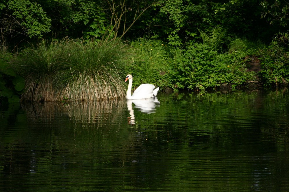 Stolzer Schwan