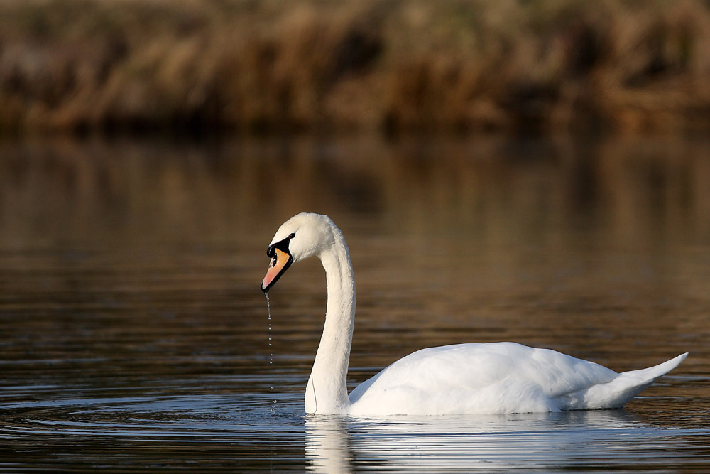 Stolzer Schwan