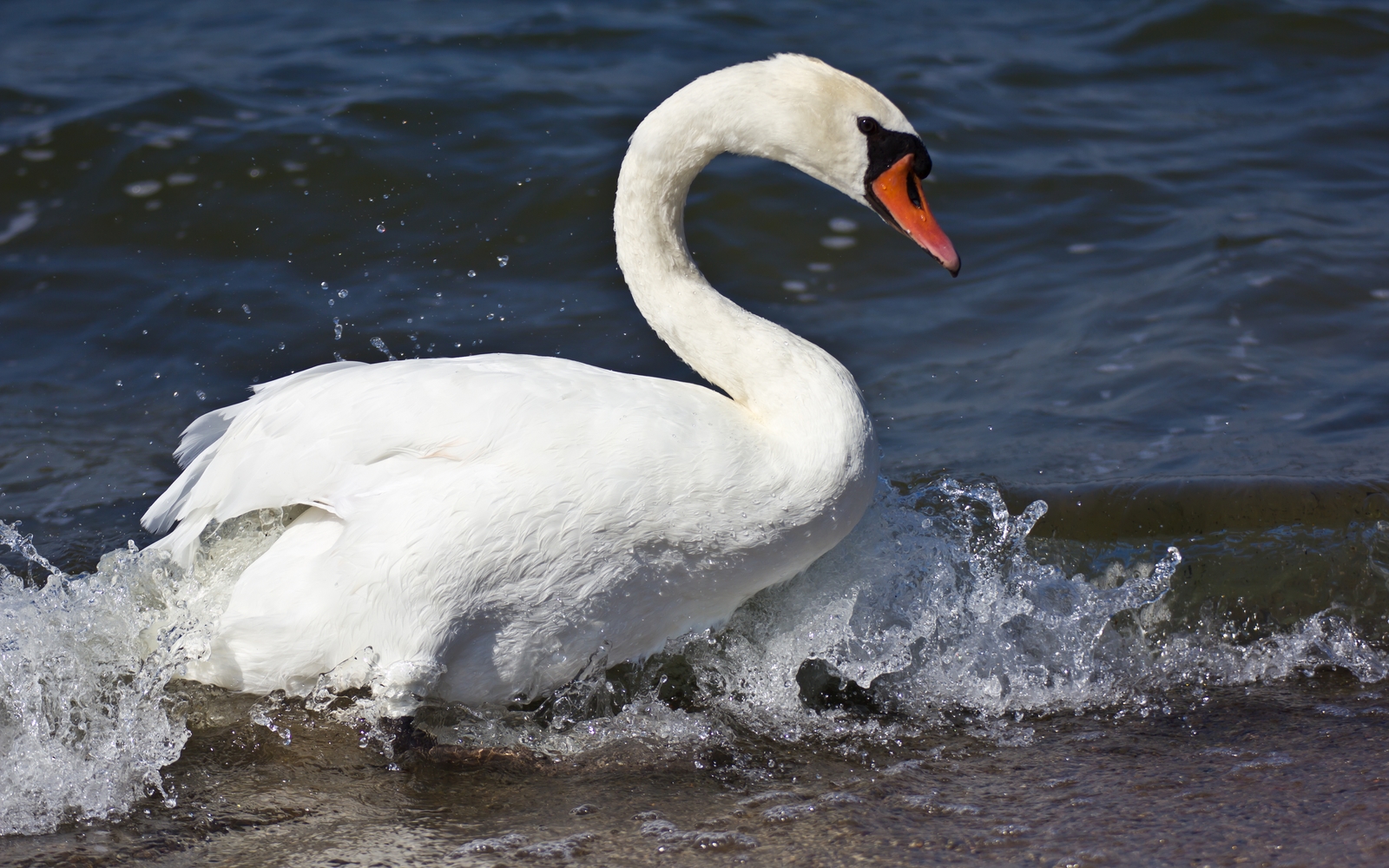 stolzer Schwan am Plauer See