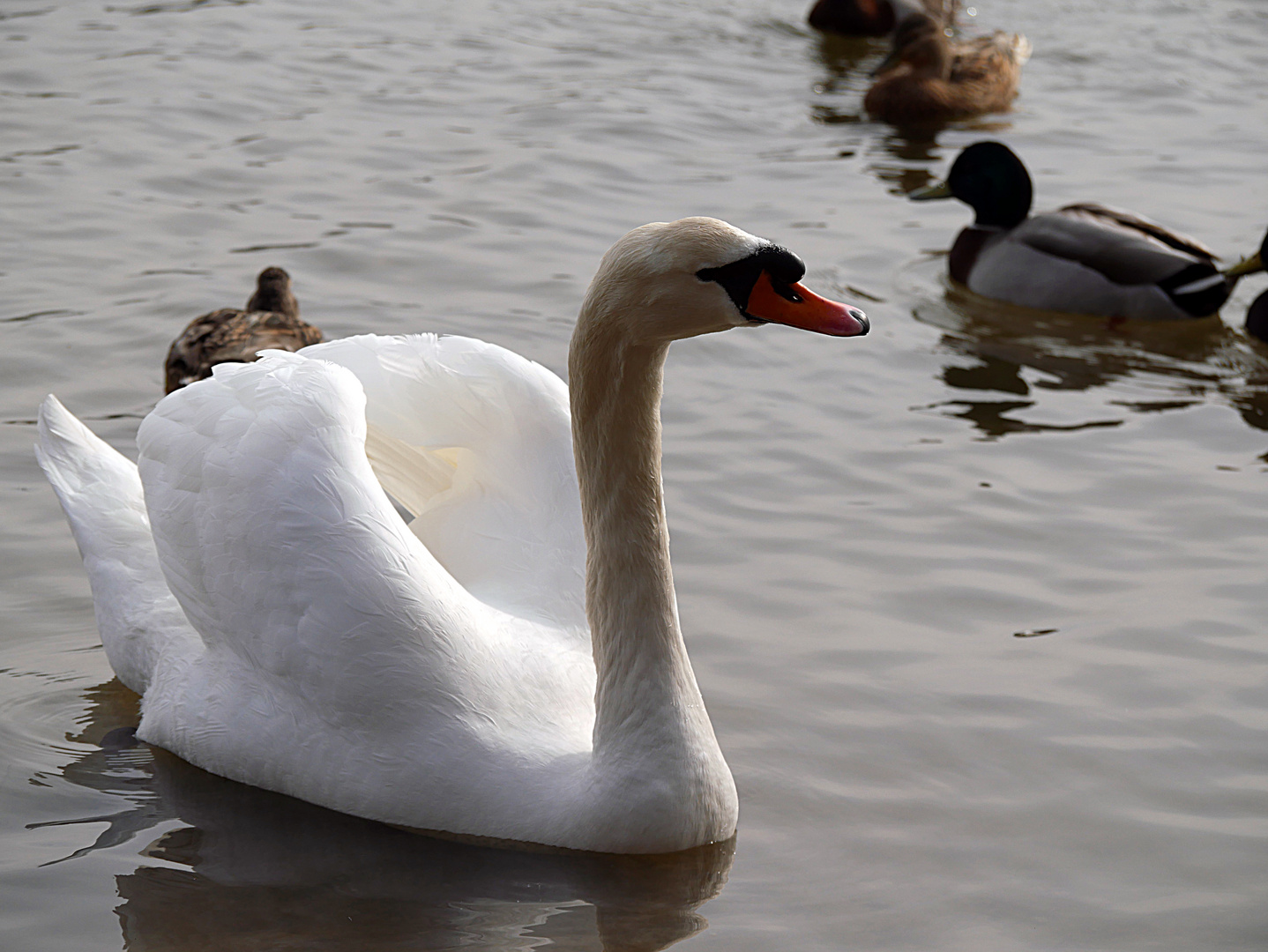 Stolzer Schwan auf dem Grünen See bei Ratingen und grüßt zum Mittwoch,