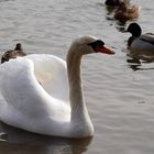 Stolzer Schwan auf dem Grünen See bei Ratingen und grüßt zum Mittwoch,